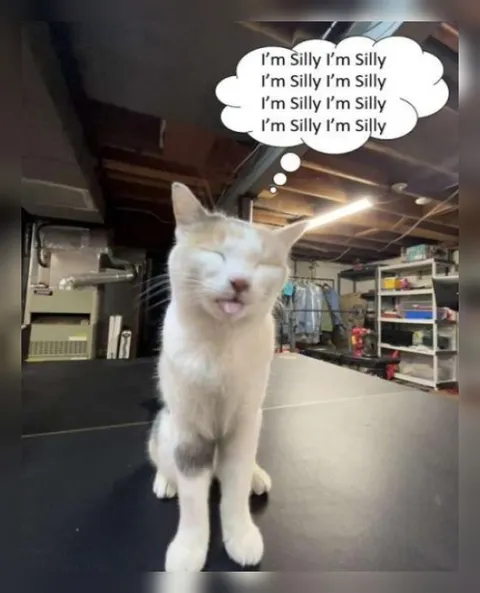 Silly Cat Thinking