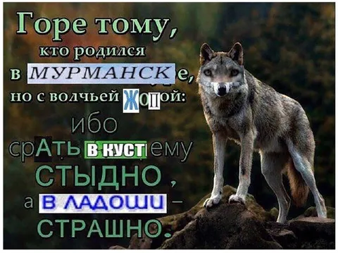 Волк с жопой из Мурманска