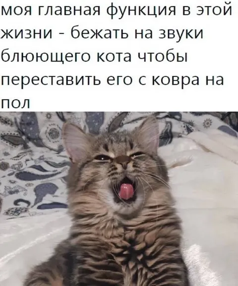 Главная функция в этой жизни