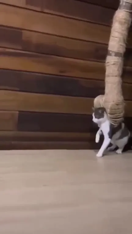 Кот танцует под музыку
