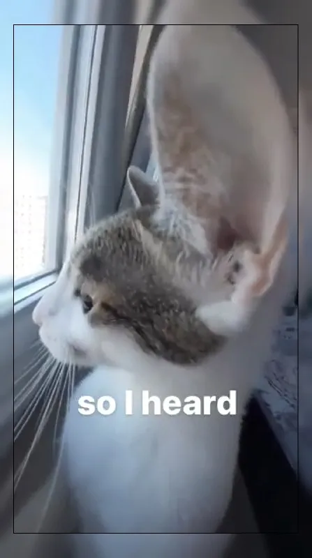 So I Heard Cat