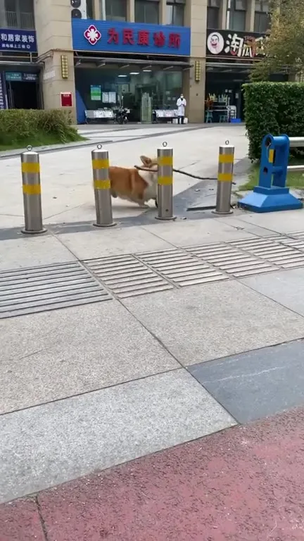 狗狗叼棍闯过障碍