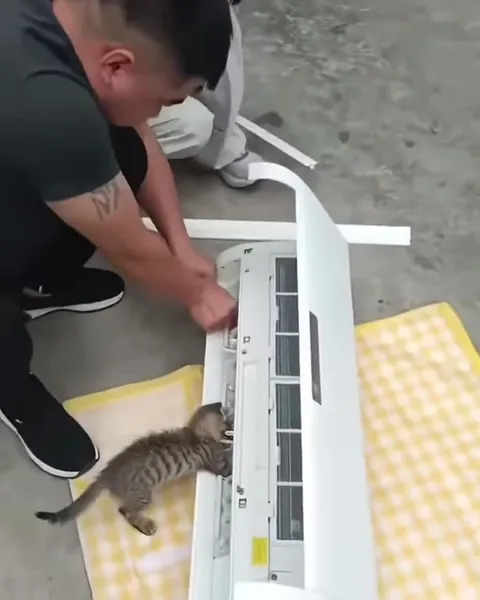 Котёнок застрял в кондиционере