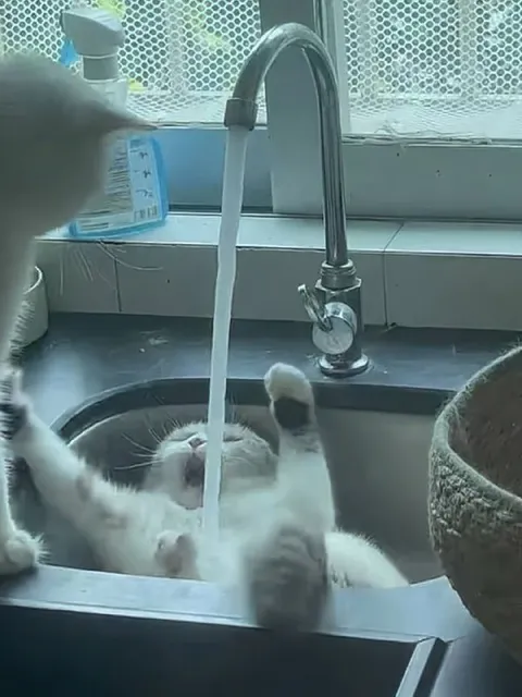 Кот принимает водные процедуры