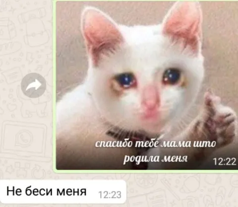 Кот благодарит маму