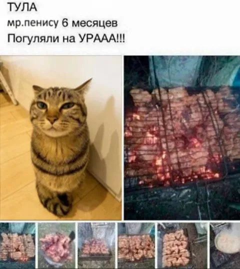 Кот после прогулки на шашлыках