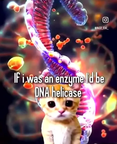 DNA Helicase Cat Rizz