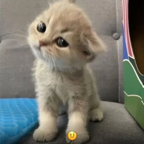 Котёнок с недовольным смайликом