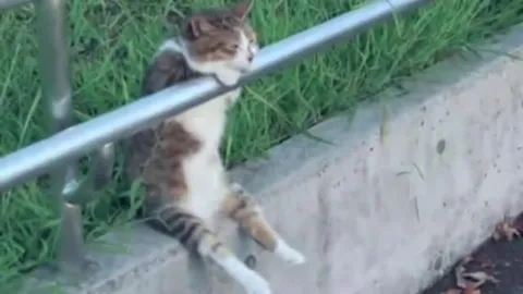 Кот и энергия ветра