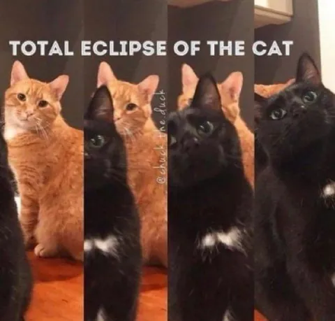 Total Eclipse of the Cat