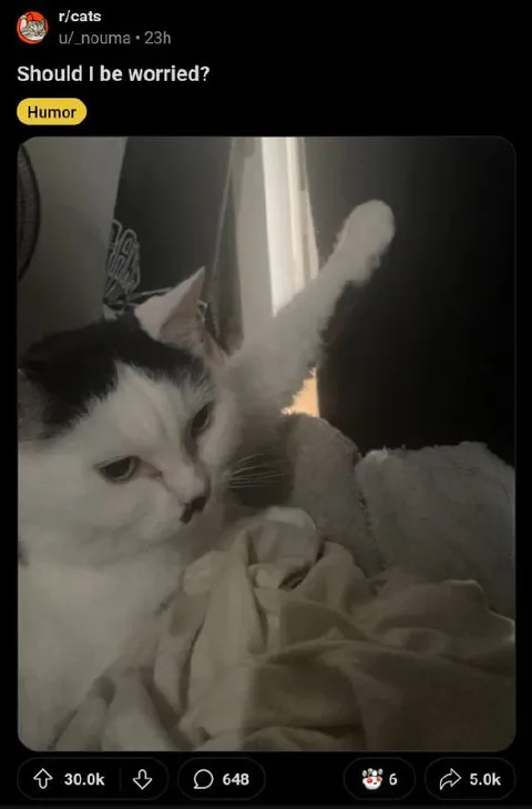 Should I Be Worried Cat