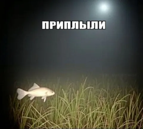 Приплыли в камыши