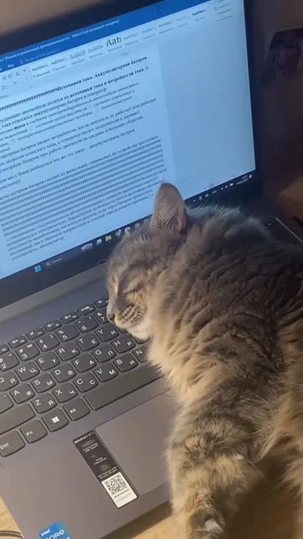Кот усердно работает за компьютером