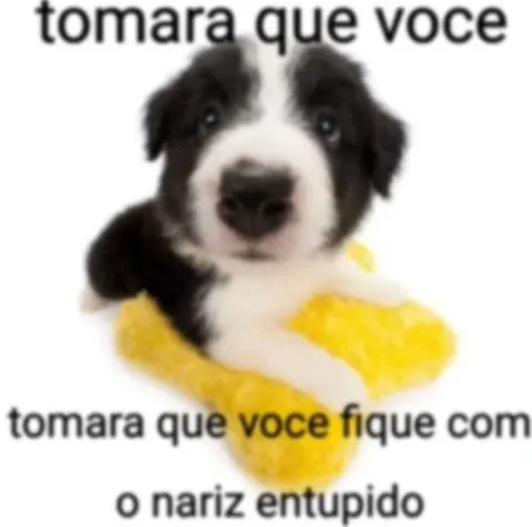Cachorro desejando nariz entupido