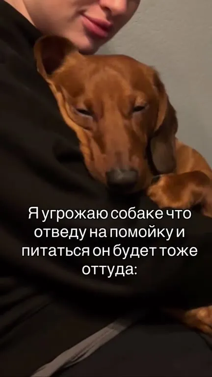 Собака клянётся у стола