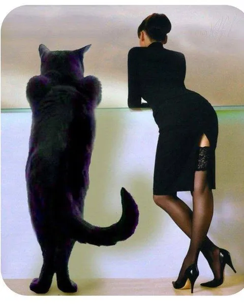 Кошка и женщина у окна