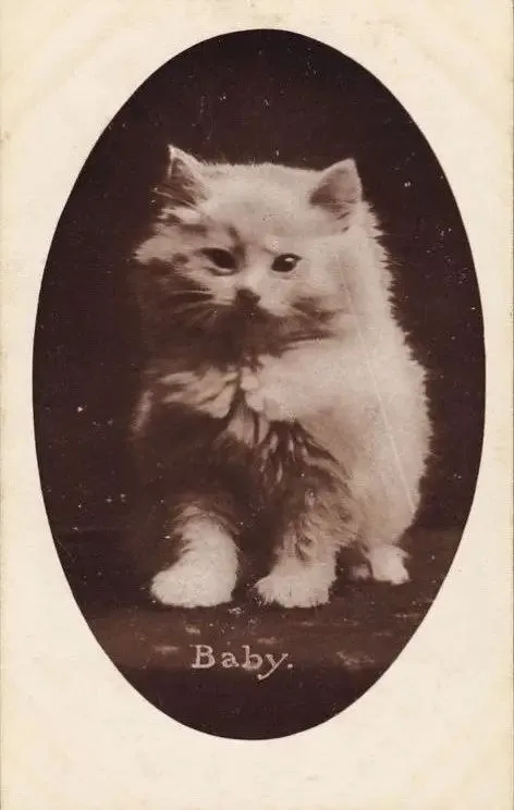 Vintage Baby Cat Portrait