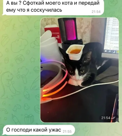 Кот на фоне рабочего стола