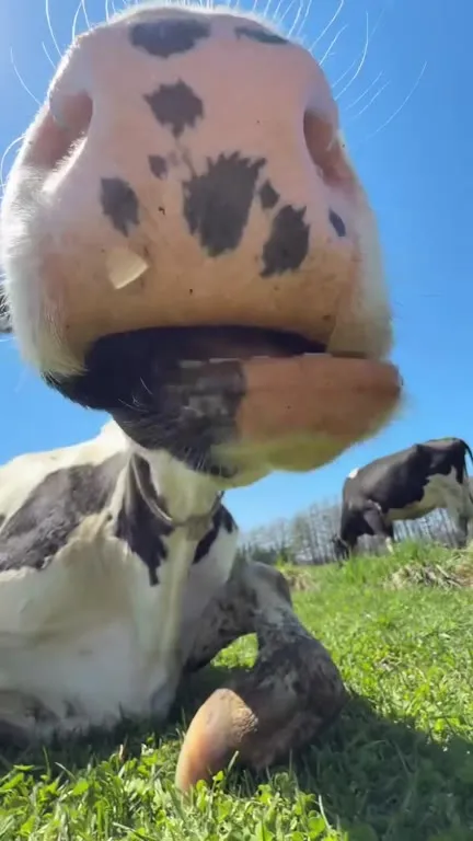 Корова лезет прямо в камеру