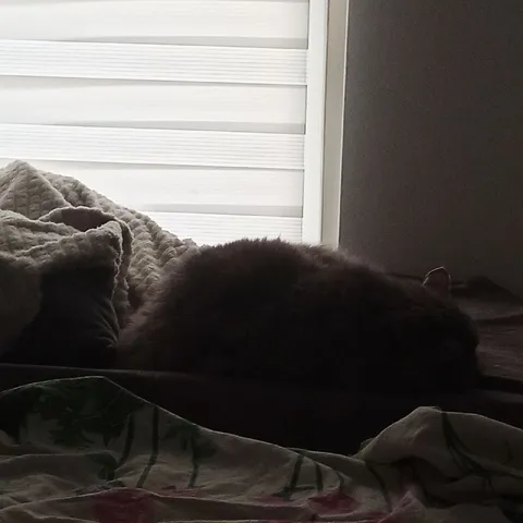 Кот спит в темноте