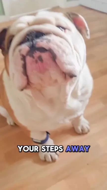 Lazy Bulldog Avoids Exercise