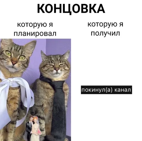 Свадьба котов пошла не по плану