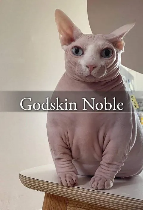 Godskin Noble Sphynx Cat