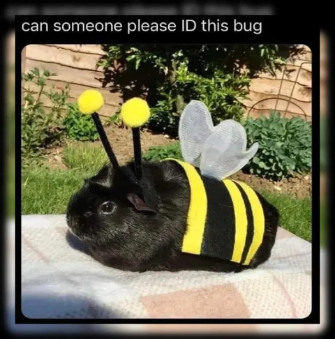 Can Someone Please ID This Bug