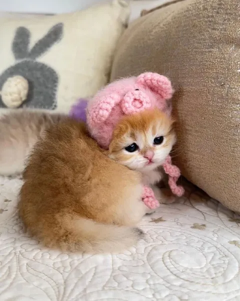 Котёнок в розовой шапочке