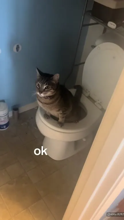 Cat Sitting on the Toilet