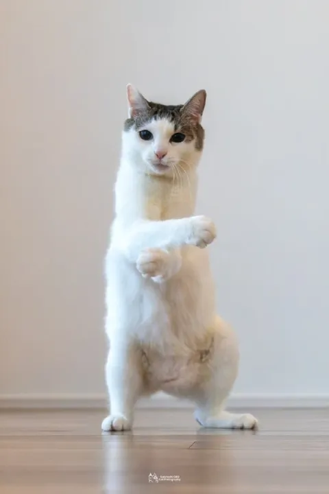 Кот стоит на задних лапах