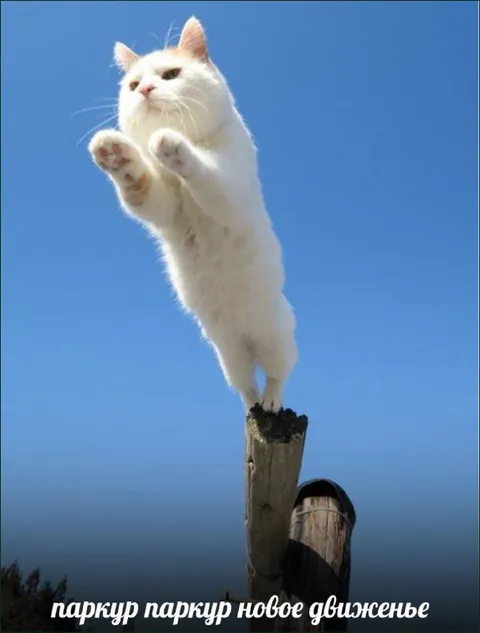 Кот осваивает паркур