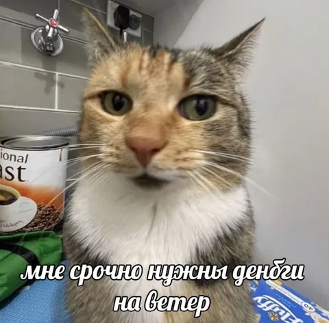 Кот просит деньги на ветер