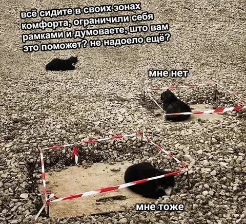 Коты в зонах комфорта