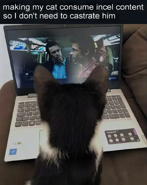 Cat Consuming Incel Content