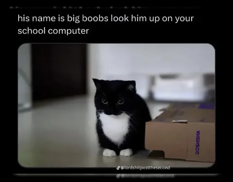 Big Boobs Cat Search