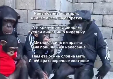 Обезьяны поют про осень