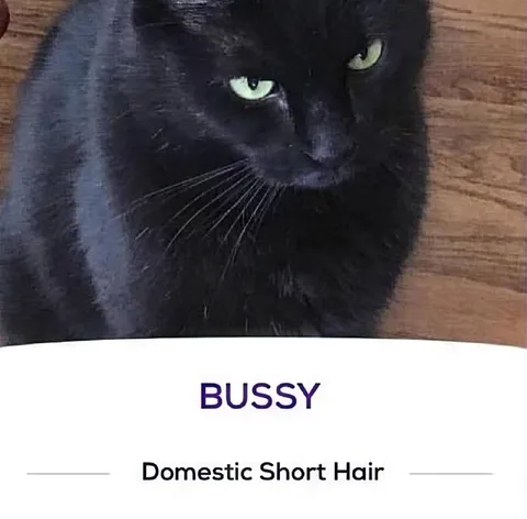 Cat Named Bussy