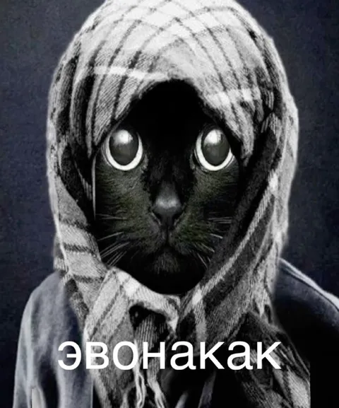 Эвонакак кот в платке