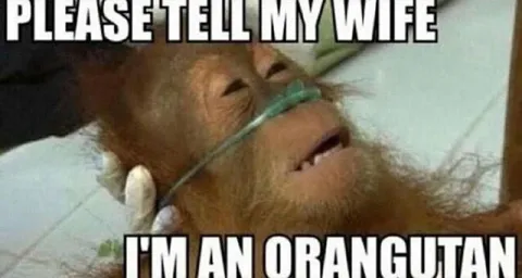 Please Tell My Wife I'm an Orangutan