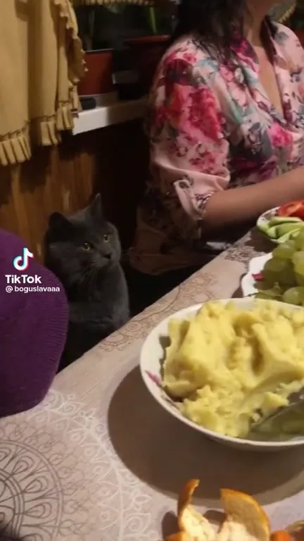 Кот выпрашивает еду за столом