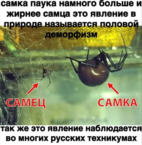 Самка паука намного больше самца