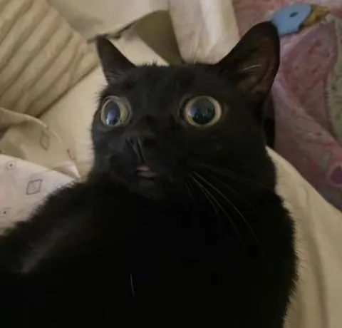 Шокированный чёрный кот