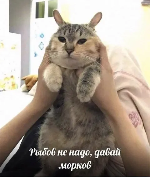 Кот просит морковку