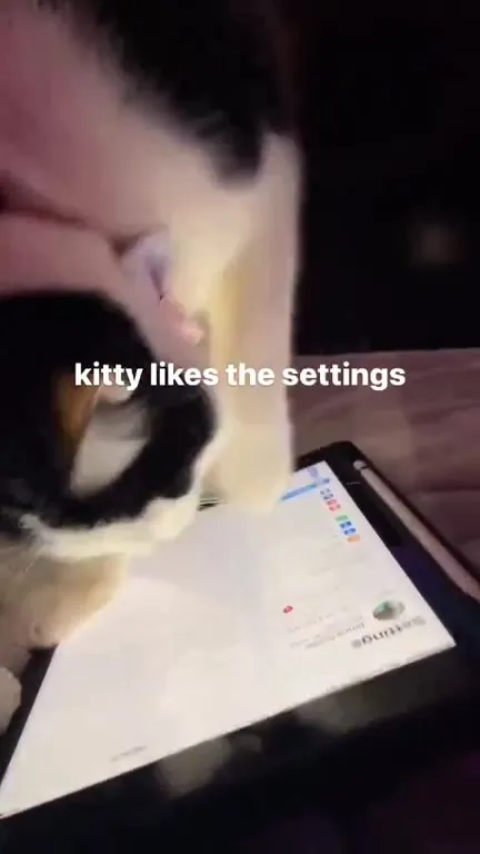 Kitty Likes the Settings