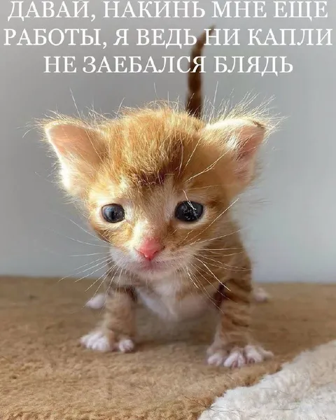 Ещё работы, я не заебался