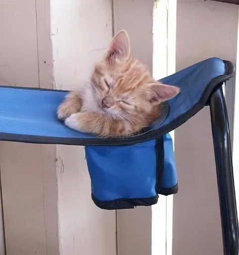 Котёнок уютно спит на стуле