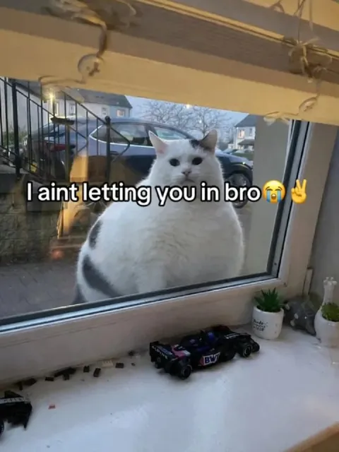 Cat Refuses to Let You In