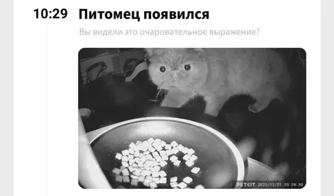 Питомец с очаровательным выражением