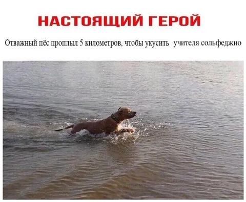 Пёс укусил учителя сольфеджио